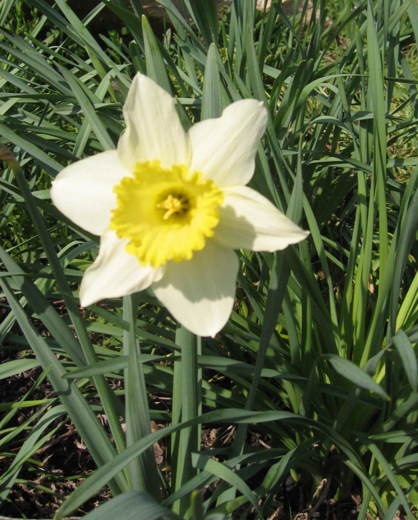 Day 79 Daffodil by spiritualstatic
