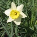 Day 79 Daffodil by spiritualstatic