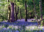 1st May 2011 - Bluebell in the morning