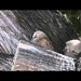 Horned Owl and Bald Eagle Babies -- Rough Video Footage by pixelchix