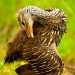 Limpkin Chick Preening by twofunlabs