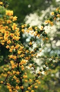 1st May 2011 - Botanical Garden Bokeh Splendor