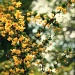 Botanical Garden Bokeh Splendor by lily