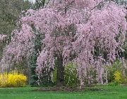 1st May 2011 - Weeping cherry tree
