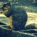 S is for Squirrel by mej2011