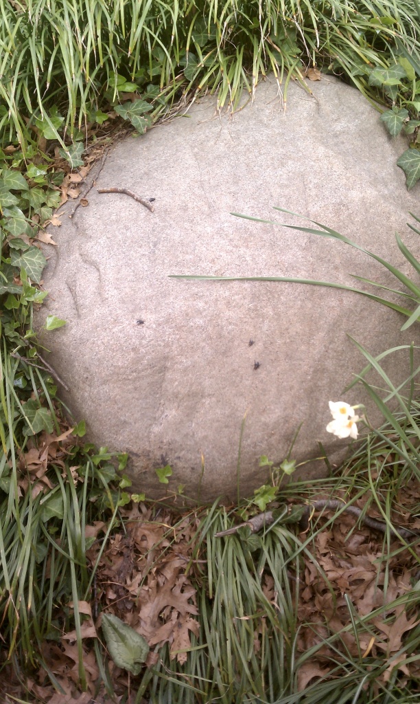 this rock has hair! by pleiotropy