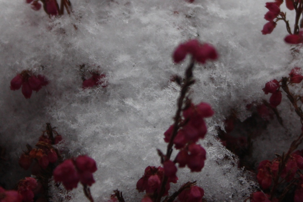 365-IMG_0761 Snow flakes and heather by annelis