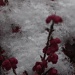 365-IMG_0761 Snow flakes and heather by annelis