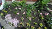 30th Apr 2011 - My New Garden