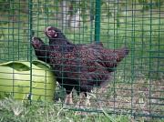 28th Apr 2011 - Chickens