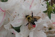 1st May 2011 - Busy as a bee....
