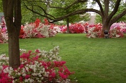 30th Apr 2011 - Azalea Gardens