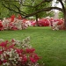 Azalea Gardens by kdrinkie