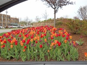 30th Apr 2011 - Tulips