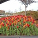 Tulips by kchuk