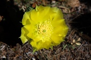 28th Apr 2011 - Cactus flower