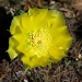 Cactus flower by ldedear