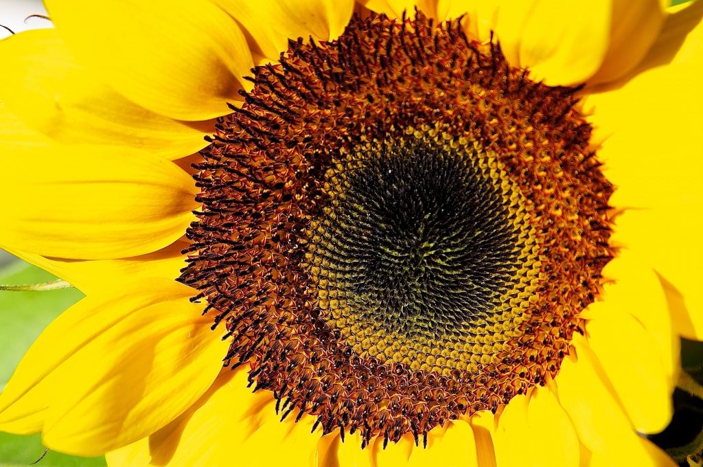 Sunflower 2 by eudora
