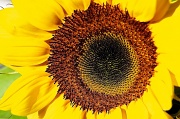 1st May 2011 - Sunflower 2