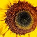 Sunflower 2 by eudora