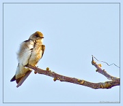 1st May 2011 - Northern Rough-Winged Swallow