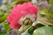 31st Mar 2010 - Camellia