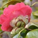 Camellia by overalvandaan