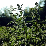 30th Apr 2011 - Just for fun: Nettles
