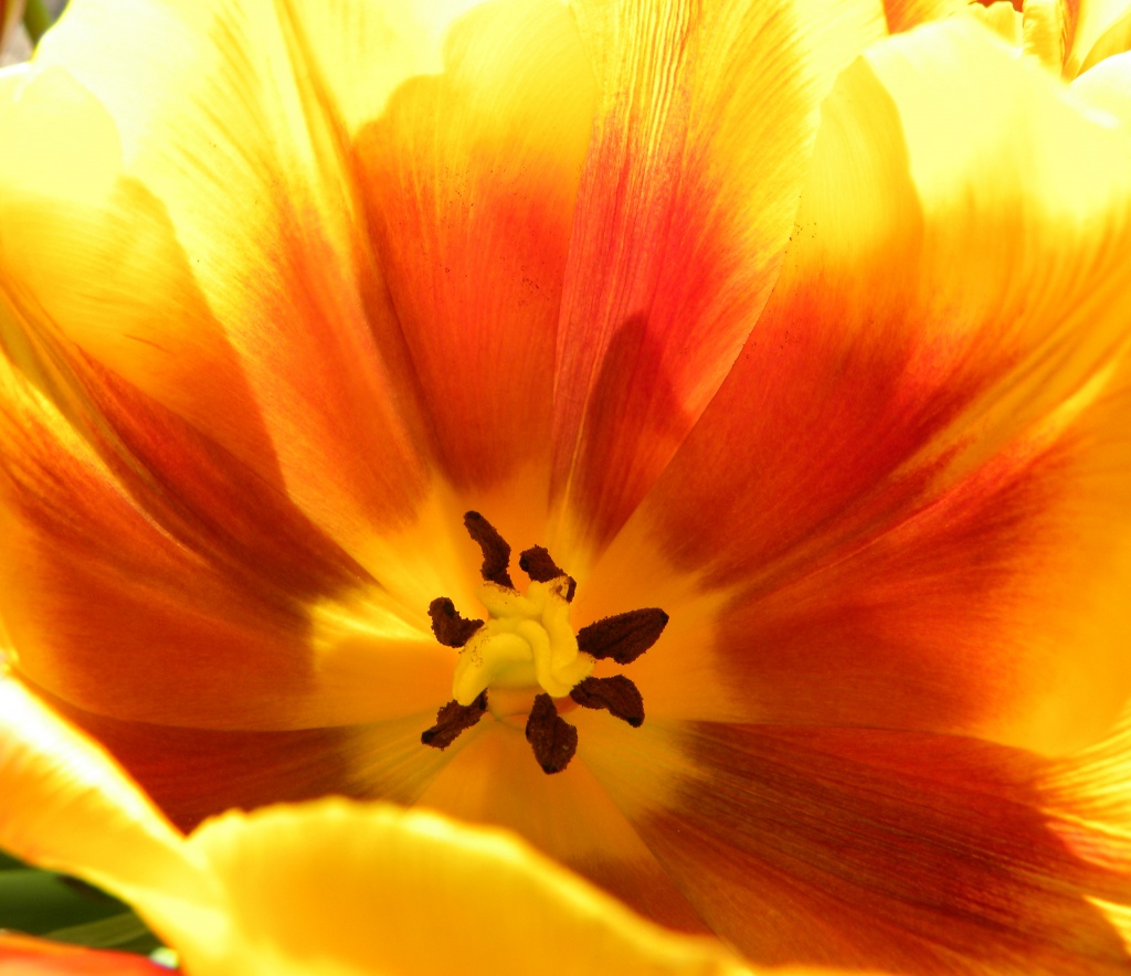 Hot Tulips! by sunnygreenwood