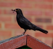 2nd May 2011 - Daddy Blackbird