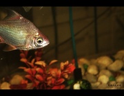 14th Apr 2011 - Fish ! (SOOC)