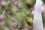 2nd May 2011 - A Coy Goldfinch