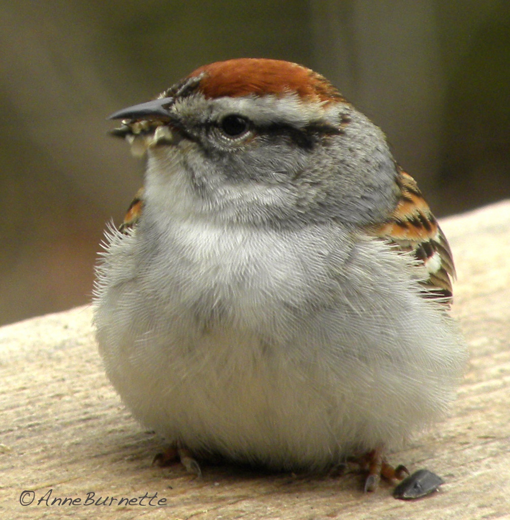 Chipping Sparrow by sunnygreenwood