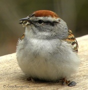 30th Apr 2011 - Chipping Sparrow