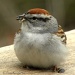Chipping Sparrow by sunnygreenwood