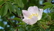 2nd May 2011 - Briar rose