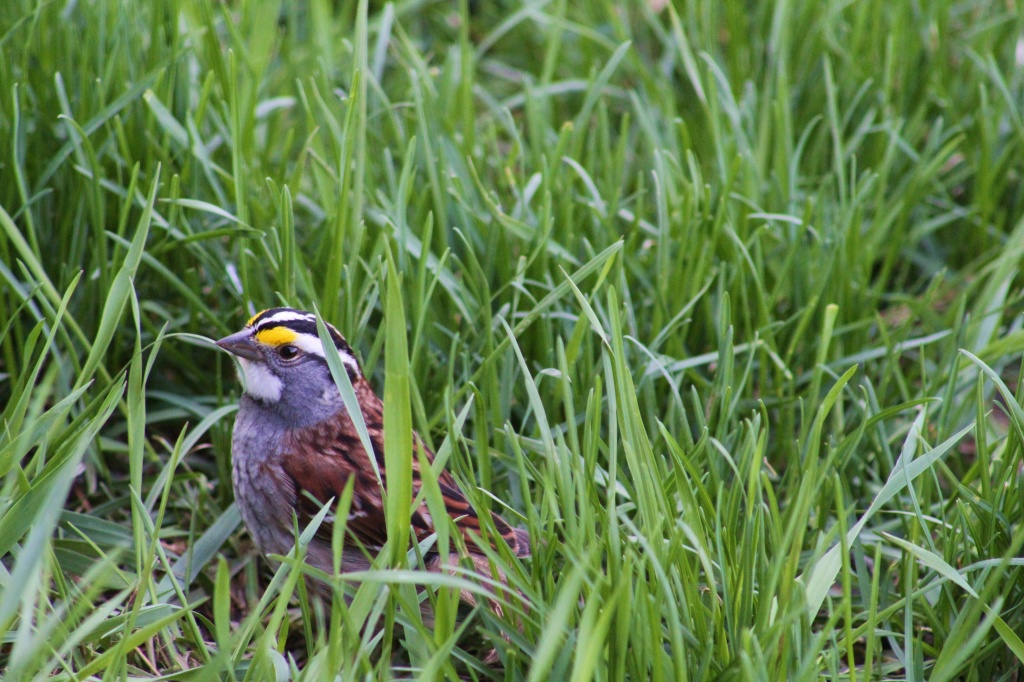 White-throated sparrow by mandyj92
