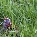White-throated sparrow by mandyj92