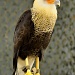 Crested Caracara by twofunlabs