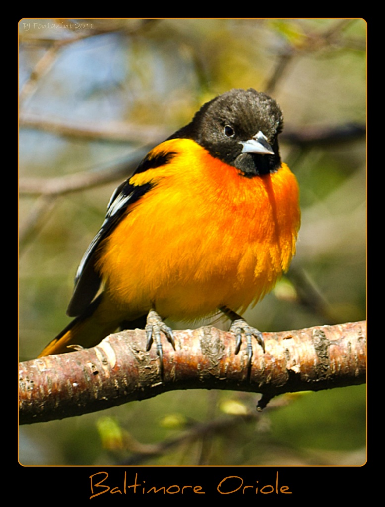 Baltimore Oriole Yet Again! by bluemoon