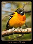 2nd May 2011 - Baltimore Oriole Yet Again!