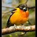Baltimore Oriole Yet Again! by bluemoon