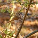 Bird in Bush by lauriehiggins