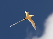 28th Apr 2011 - My favourite bird the Golden Bosun flying - just like me on Thursday where I flew back tot he mainland for a break.