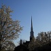 Steeple and blossoms by mittens