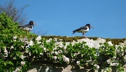 3rd May 2011 - Pitmedden oystercatchers