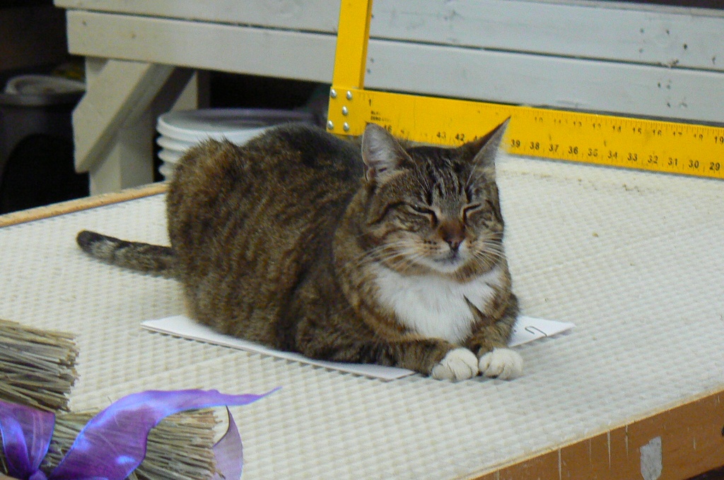 Working Cats: Shopkeeper Betty by reba
