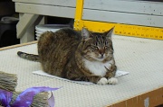 3rd May 2011 - Working Cats: Shopkeeper Betty