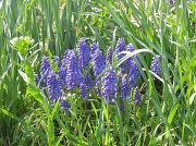 15th Apr 2011 - Day 83 Grape Hyacinths