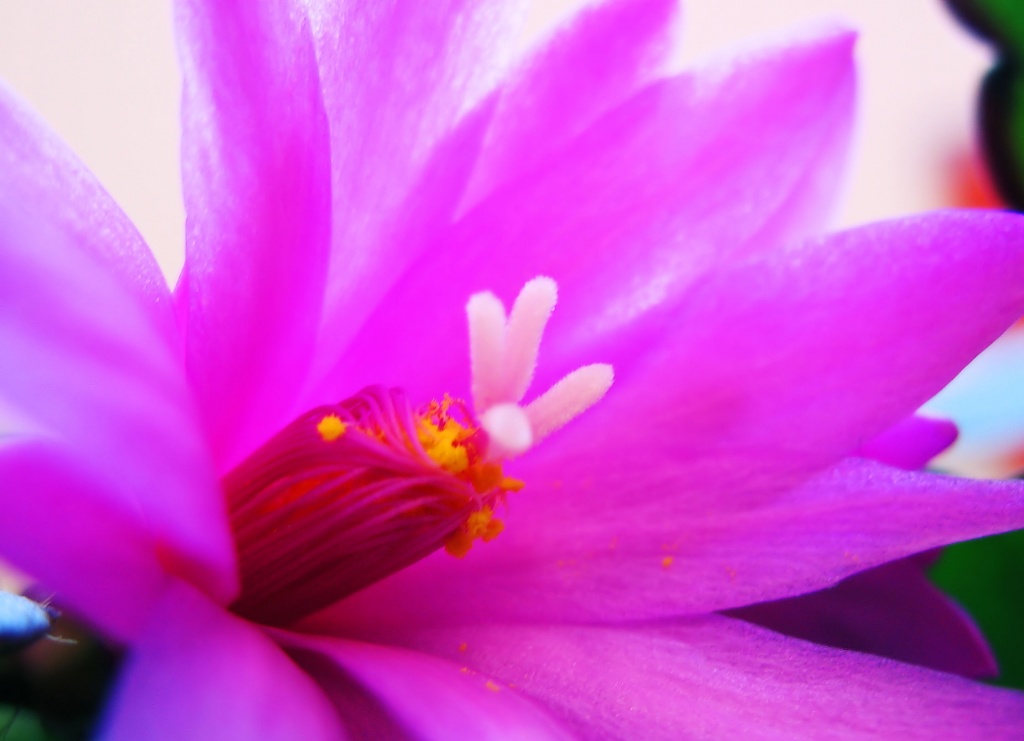 Easter Cactus Flower by itsonlyart